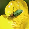 Anthaxia nitidula